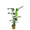 Starliçe-Cennet Kuşu-Strelitzia Nicolai 100 cm
